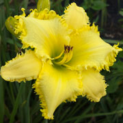 Canary Castle Daylily